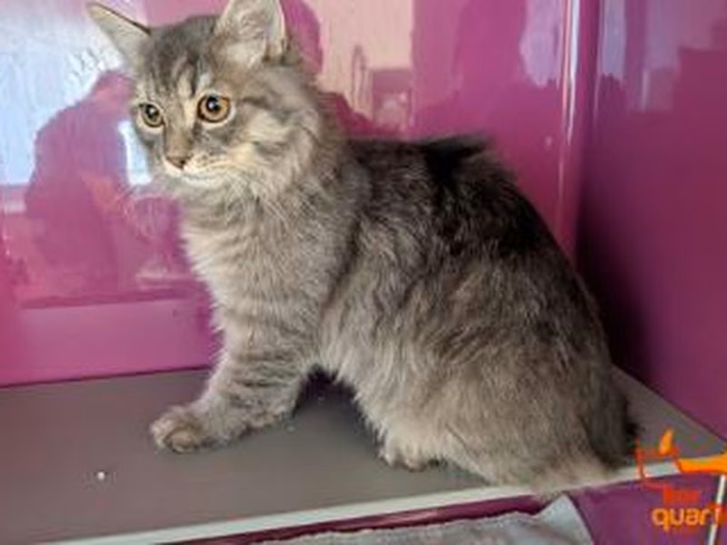 Gray tabby young female domestic long-haired cat, shelter no. …4322