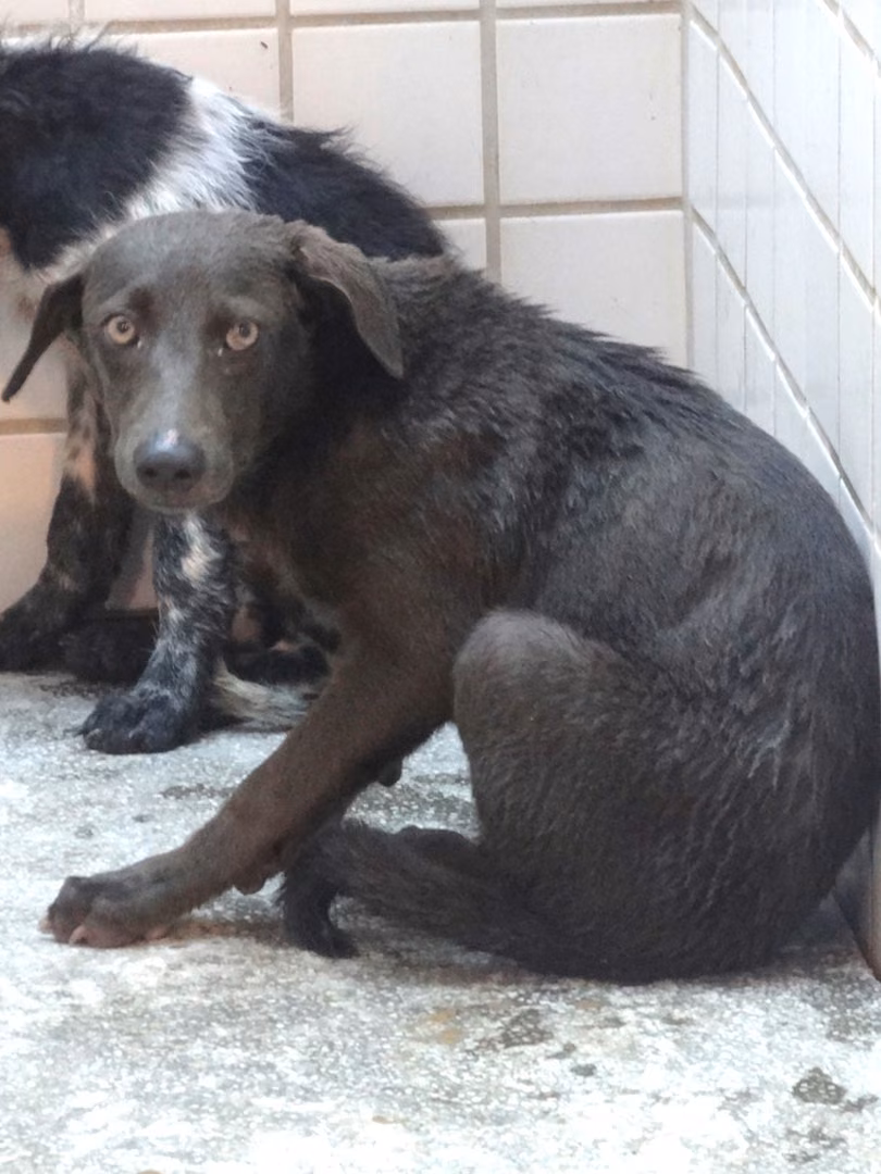 Black young male mixed-breed dog, Medium, shelter no. …1487