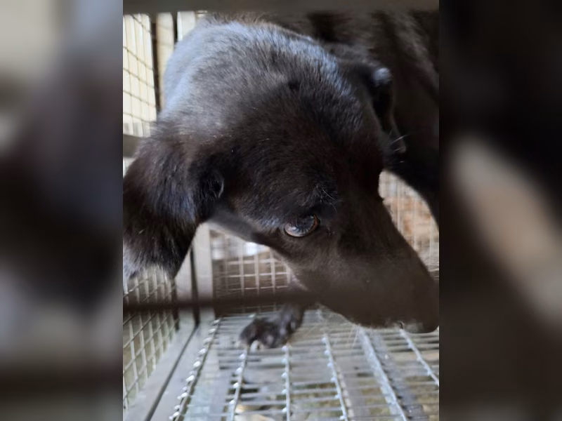 Black adult male mixed-breed dog, Medium, shelter no. …3-01