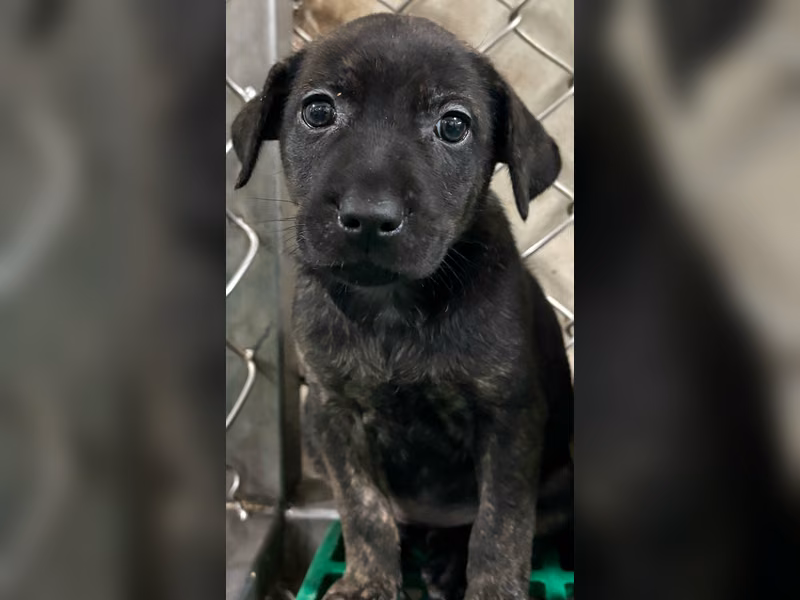 Black-and-gray young female mixed-breed dog, Small, shelter no. …3002