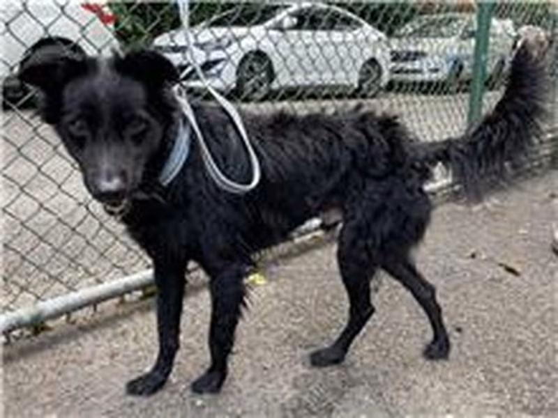 Black adult male mixed-breed dog, Medium, shelter no. …0703