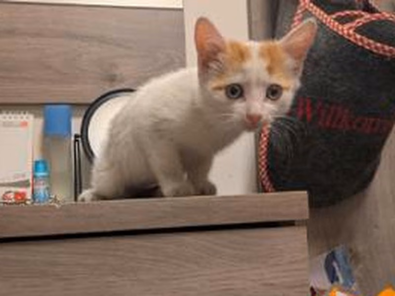 White European Shorthair, shelter no. …2446