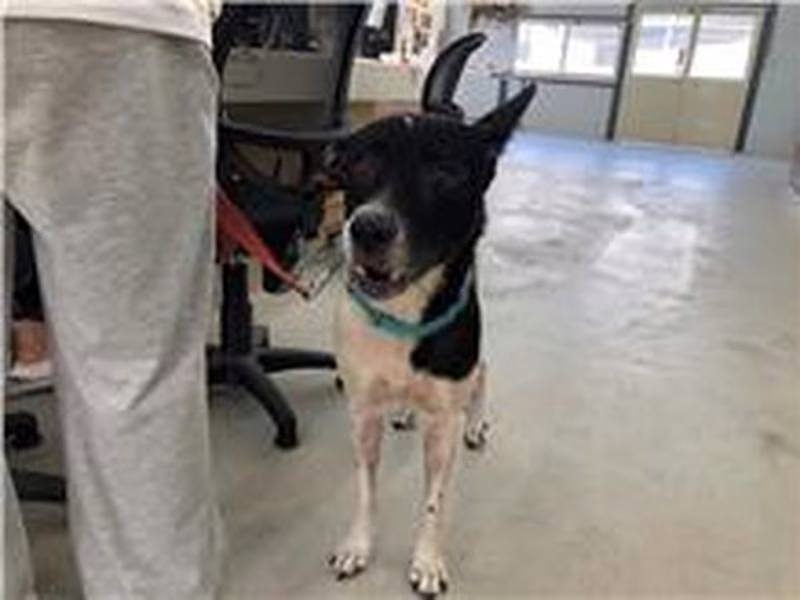 Black-and-white adult female mixed-breed dog, Medium, shelter no. …2709