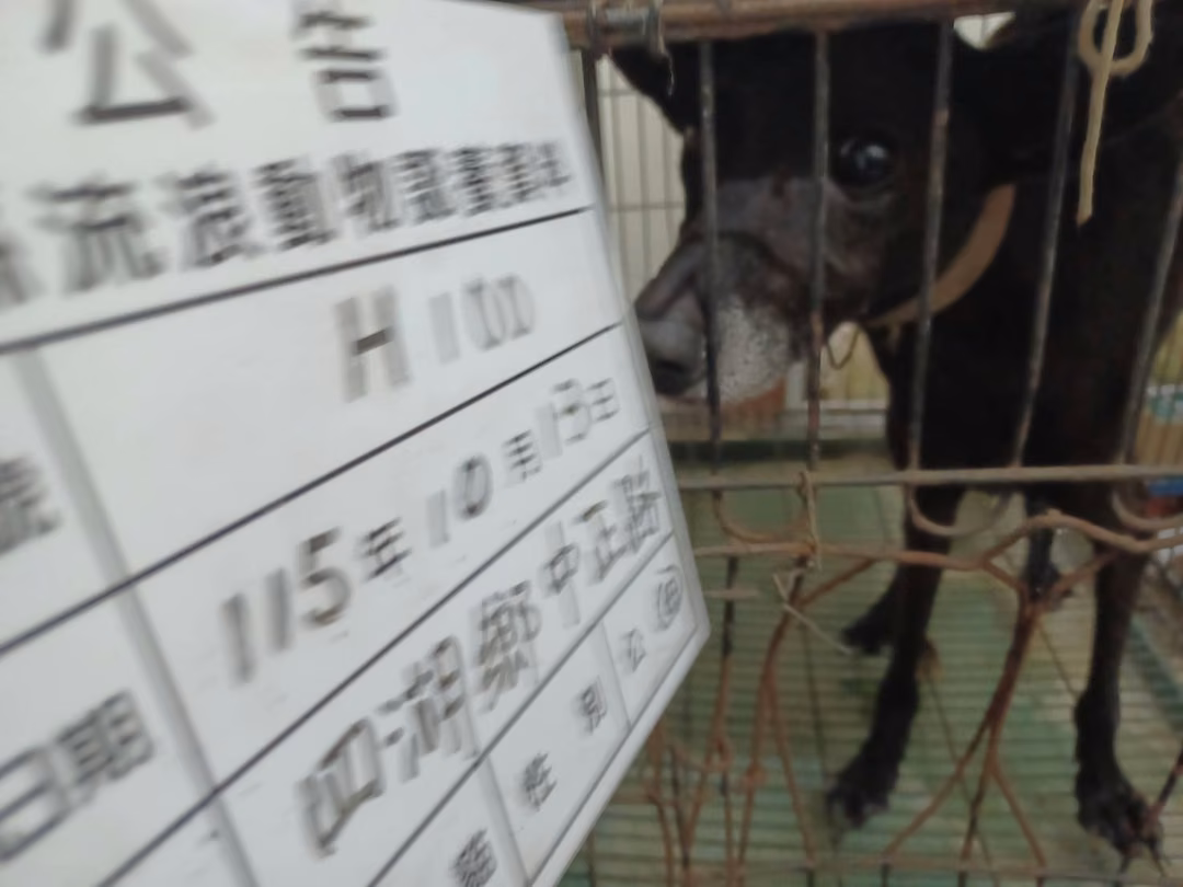 黑色成年母混種犬,大型, 收容編號 …100D