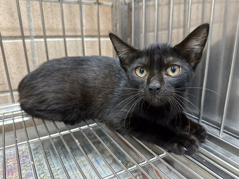 Black young male mixed-breed cat, Small, shelter no. …6001