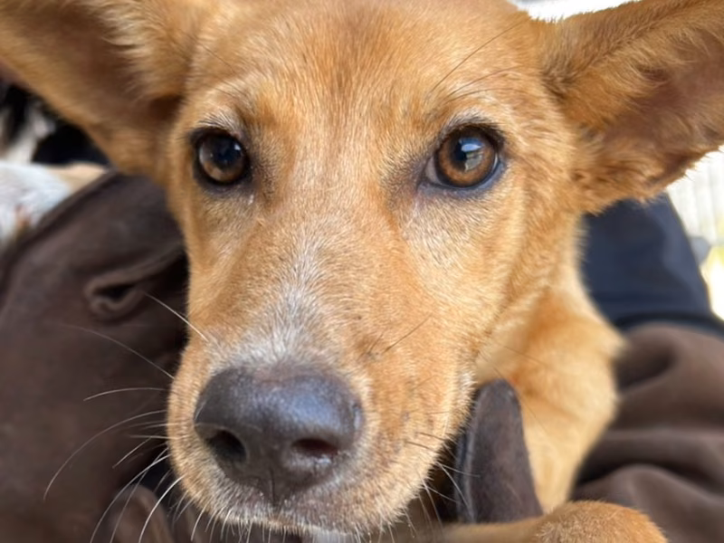 Tan-and-white young female mixed-breed dog, Medium, shelter no. …3008