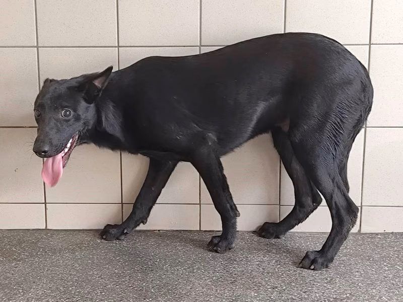 Black adult male mixed-breed dog, Large, shelter no. …1202