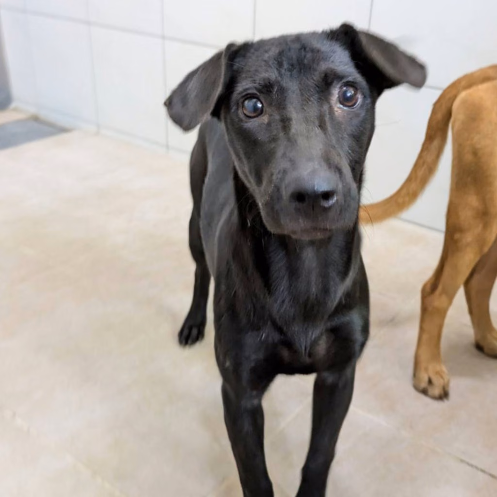 Black adult female mixed-breed dog, Medium, shelter no. …0002