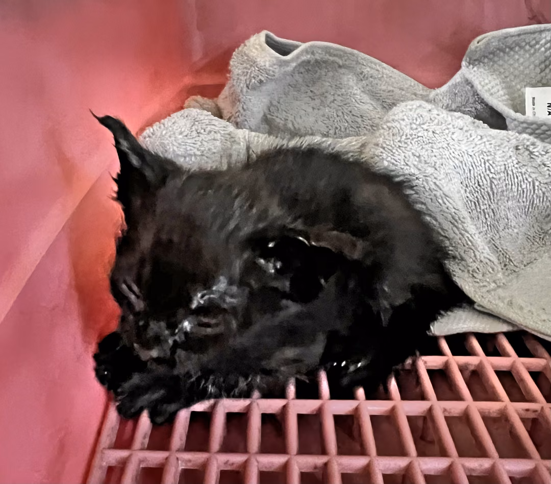 Black young mixed-breed cat, Small, shelter no. …1005