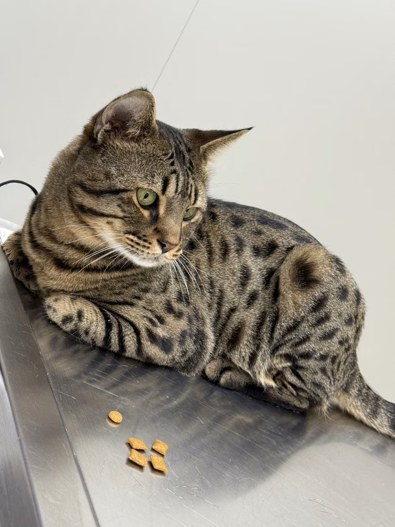 Tabby adult male mixed-breed cat, Small, shelter no. …3010