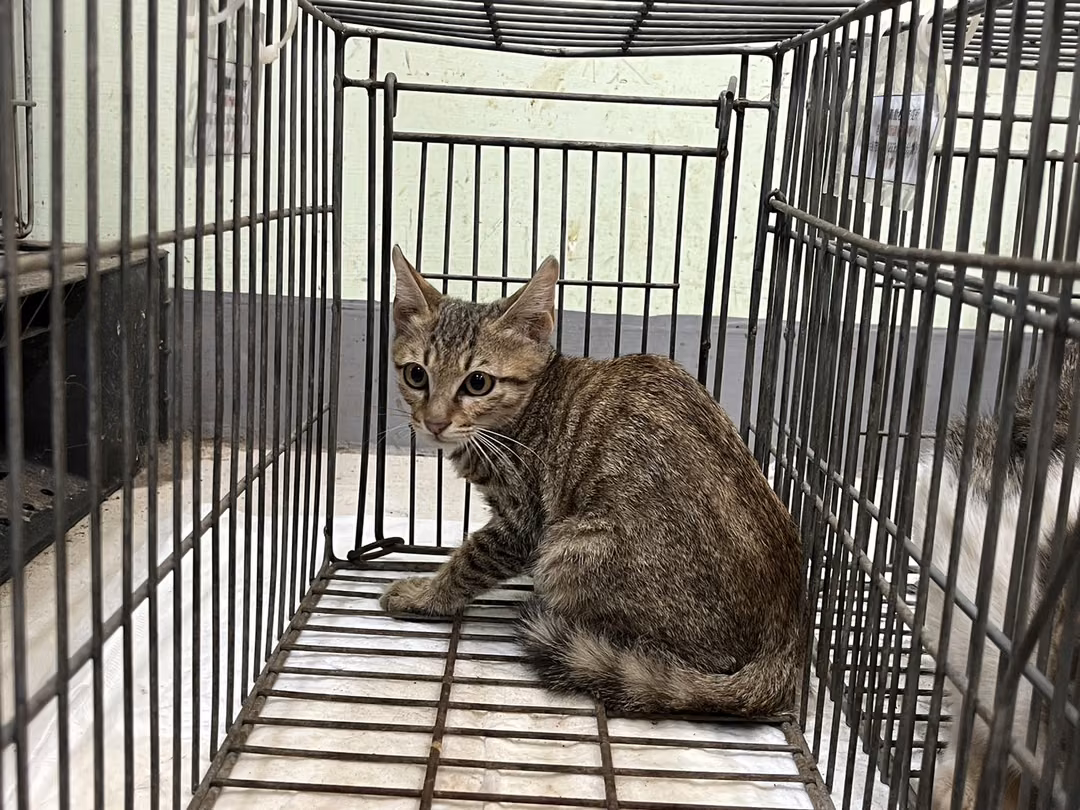 Young male mixed-breed cat, Small, shelter no. …2C07