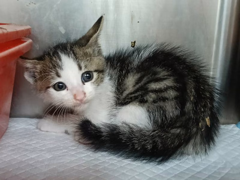 Tabby-and-white young male mixed-breed cat, Small, shelter no. …1002