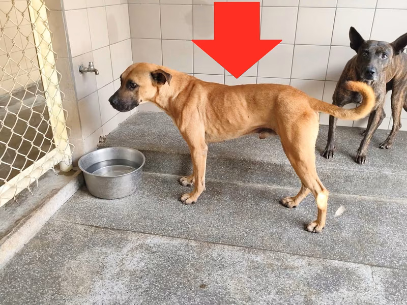 Tan adult male mixed-breed dog, Large, shelter no. …2523