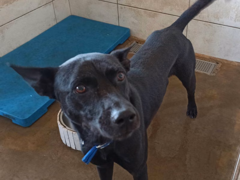 Black adult male mixed-breed dog, Medium, shelter no. …6D01