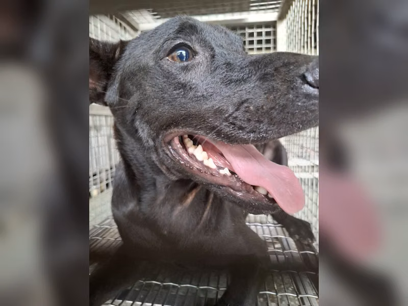 Black adult male mixed-breed dog, Medium, shelter no. …0-03