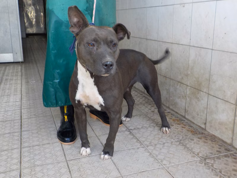 Black adult female mixed-breed dog, Medium, shelter no. …1805