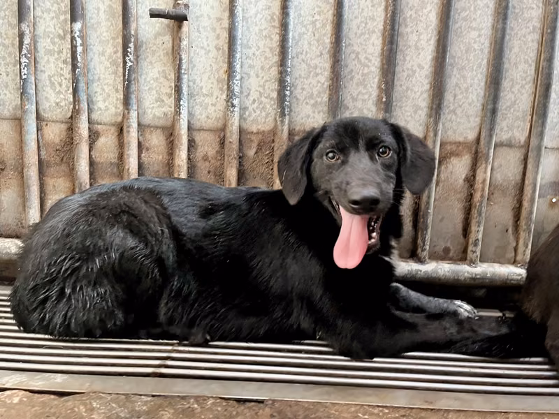 Black-and-white adult female mixed-breed dog, Medium, shelter no. …5003