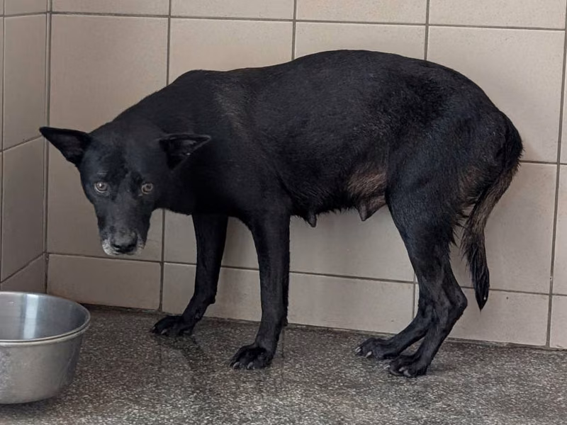 Black adult female mixed-breed dog, Large, shelter no. …2318