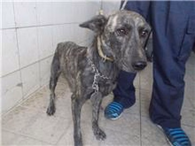 Tabby adult female mixed-breed dog, Large, shelter no. …5161