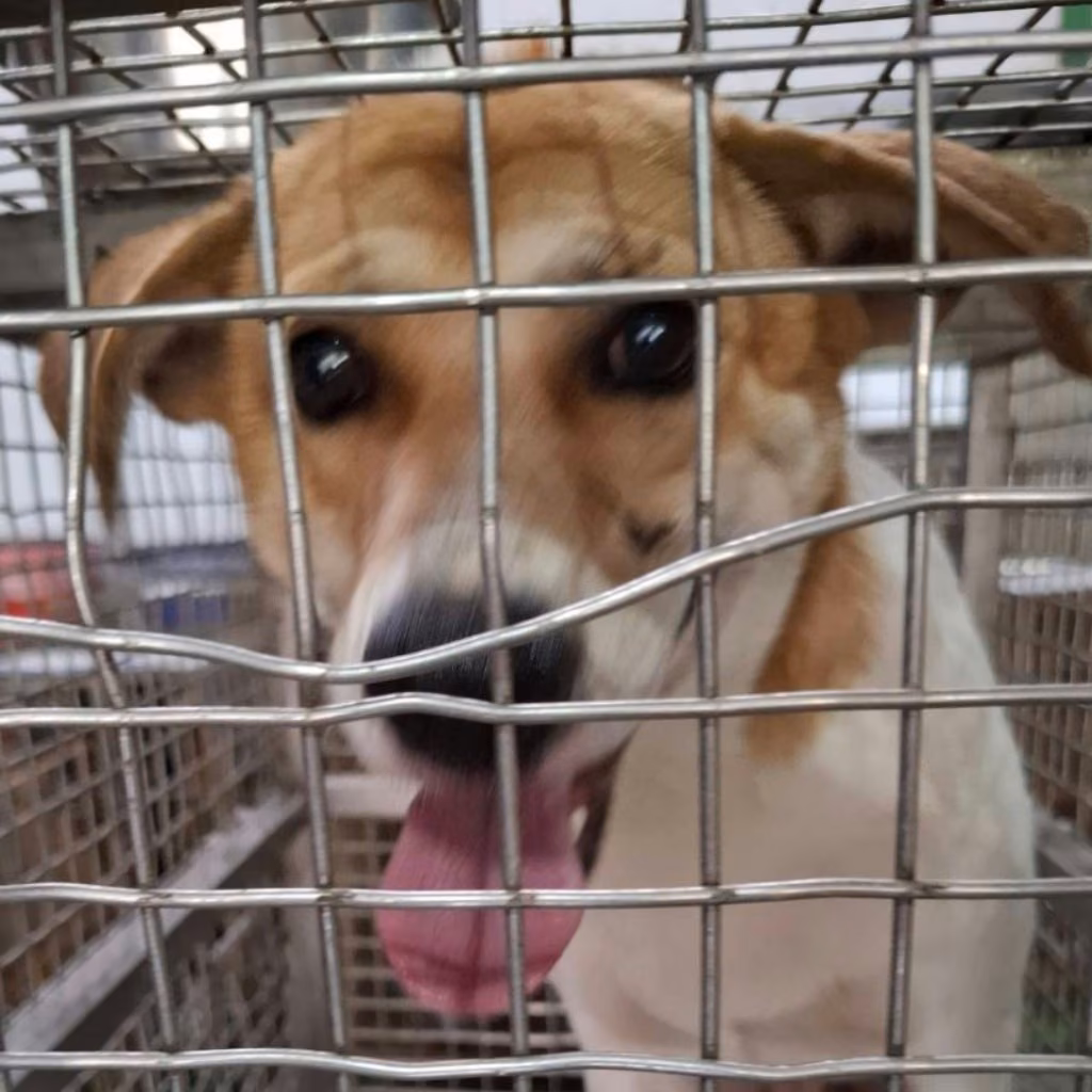 Tan-and-white adult male mixed-breed dog, Medium, shelter no. …2-07