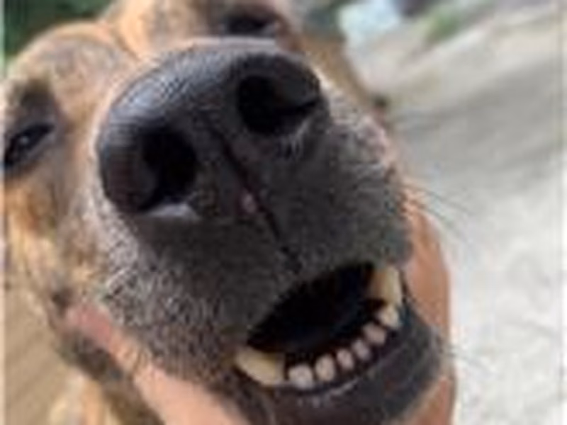 Tabby adult male mixed-breed dog, Large, shelter no. …0001