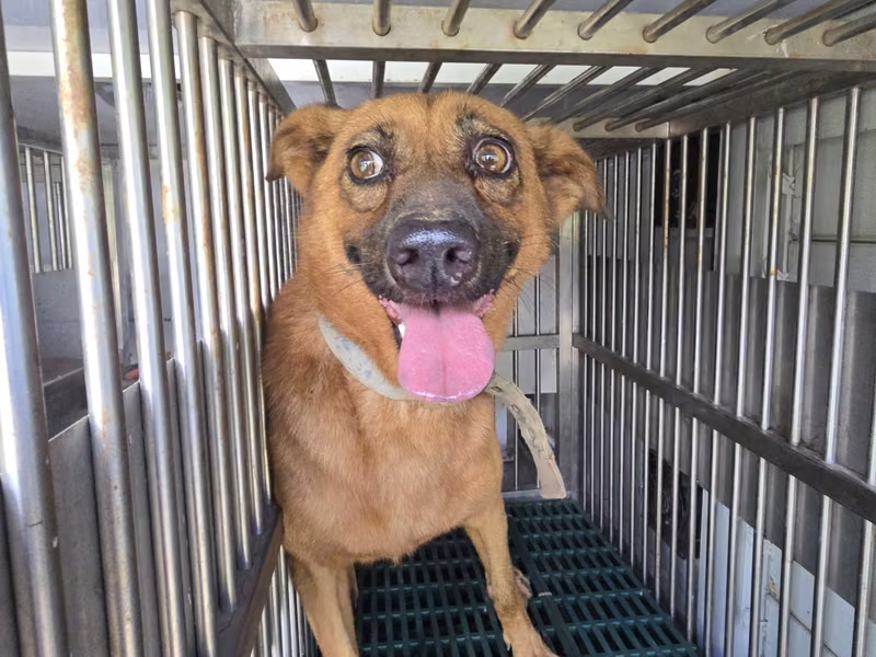 Brown adult male mixed-breed dog, Medium, shelter no. …0003