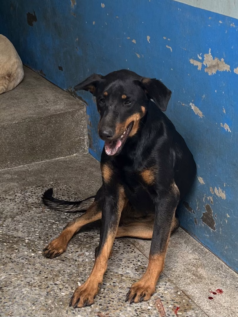 Black-and-brown adult female mixed-breed dog, Large, shelter no. …4007