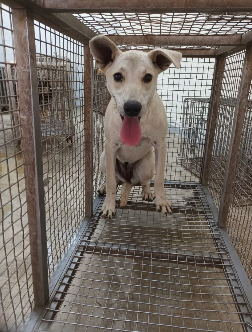 White adult female mixed-breed dog, Large, shelter no. …5008