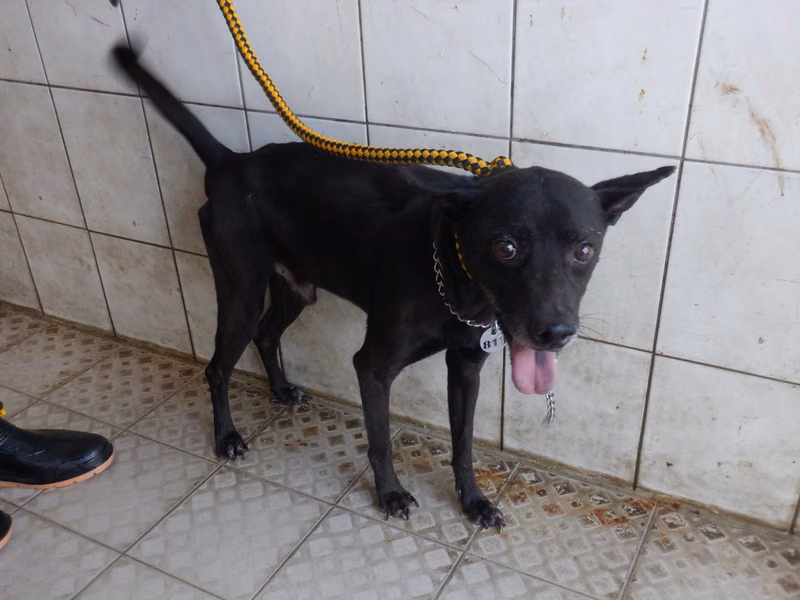 Black adult male mixed-breed dog, Medium, shelter no. …1818