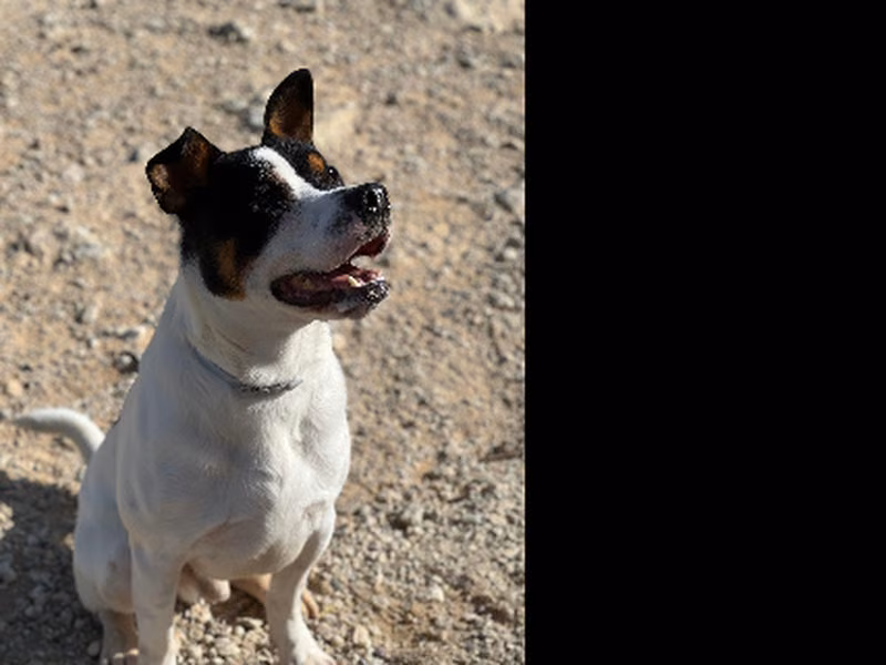 Martínez, Adult · Male · Medium · Mixed breed