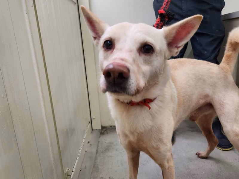 Tan adult male mixed-breed dog, Medium, shelter no. …1801