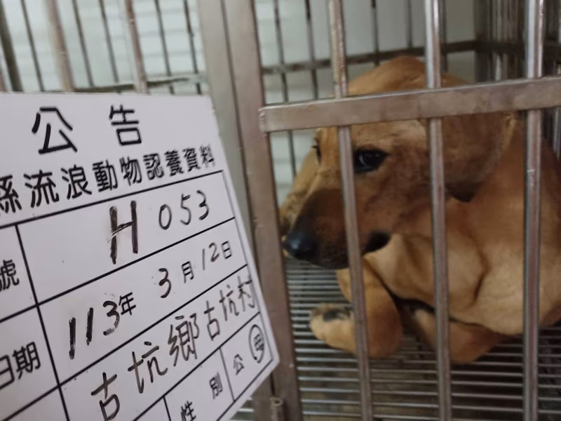 Tan adult female mixed-breed dog, Large, shelter no. …053D