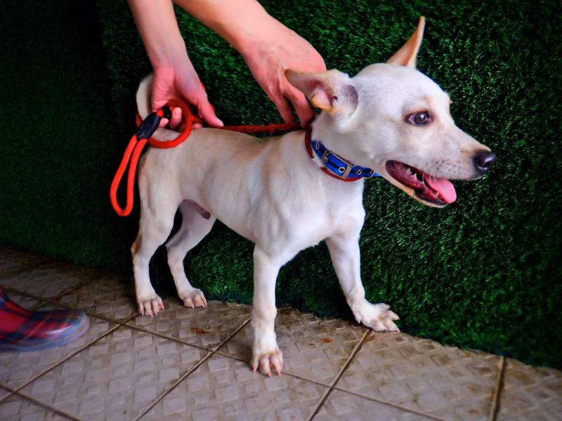 White young male mixed-breed dog, Small, shelter no. …3062