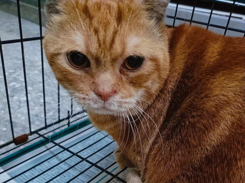 Orange tabby adult male Munchkin cat, Large, shelter no. …9001