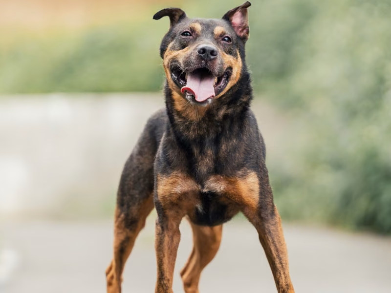 Black-and-brown adult male mixed-breed dog, Medium, shelter no. …2002