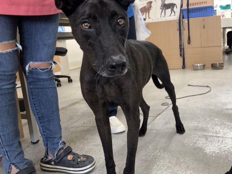Black adult male mixed-breed dog, Medium, shelter no. …1004