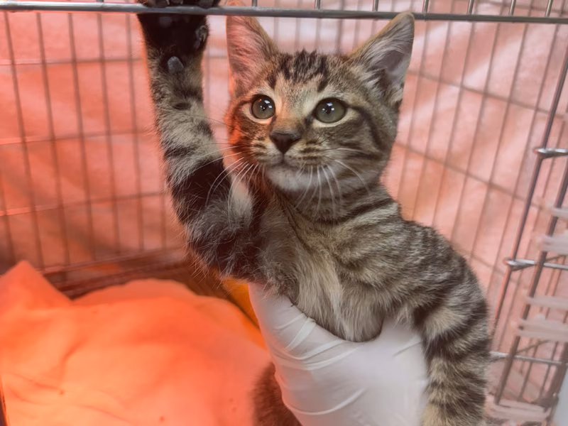 Gato mestizo macho joven (atigrado), Pequeño, refugio n.º …7002
