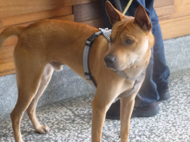 Tan adult male mixed-breed dog, Large, shelter no. …0630