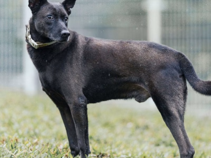 Black adult male mixed-breed dog, Large, shelter no. …2005