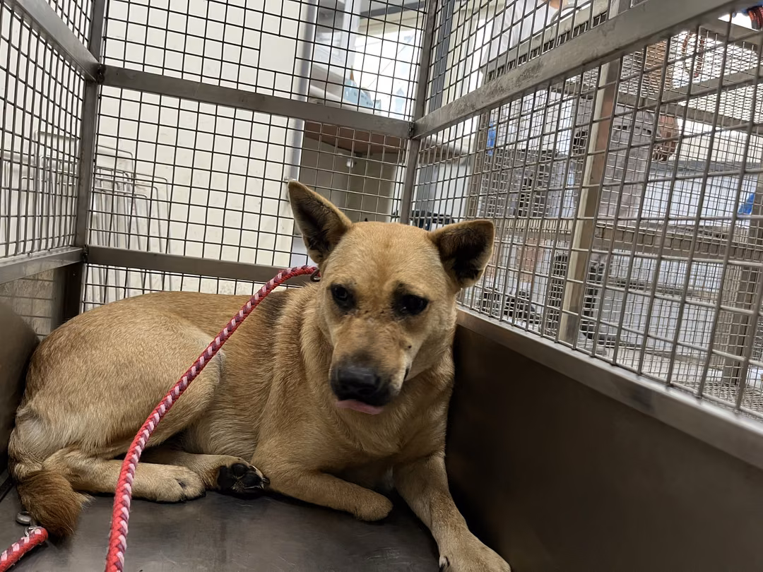 Tan adult female mixed-breed dog, Medium, shelter no. …2903