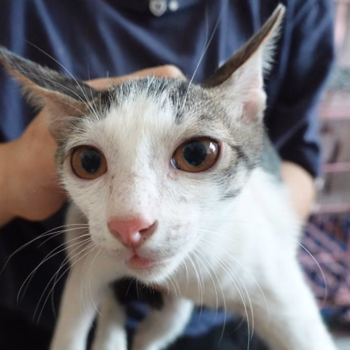 Tabby-and-white young female mixed-breed cat, Medium, shelter no. …8-19