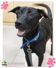 Black adult male mixed-breed dog, Medium, shelter no. …0805