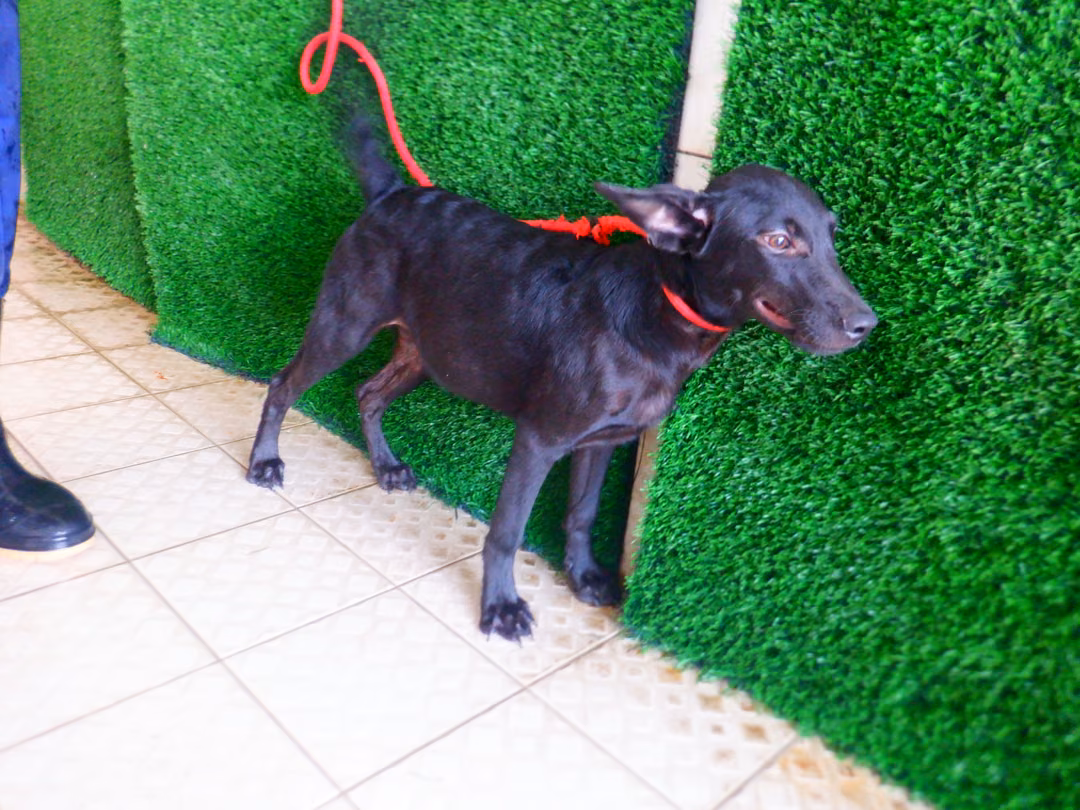Black young male mixed-breed dog, Small, shelter no. …2885