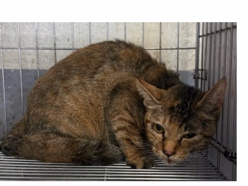 Tabby adult female mixed-breed cat, Medium, shelter no. …2001