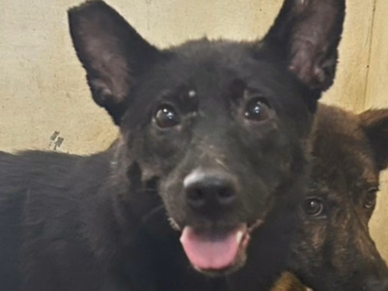 Black adult female mixed-breed dog, Large, shelter no. …8022