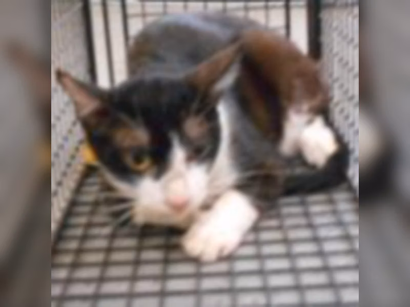 ミックス猫(オス・成猫・黒と白)、中型, 施設番号 …0018