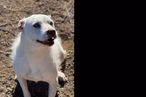 Carol, Senior · Female · Medium · Mixed breed