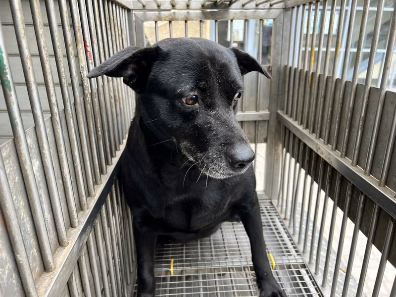 Black adult female mixed-breed dog, Medium, shelter no. …0002