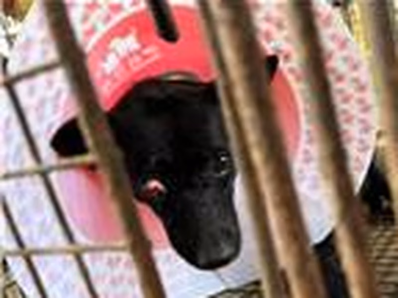 Black adult female mixed-breed dog, Large, shelter no. …9052