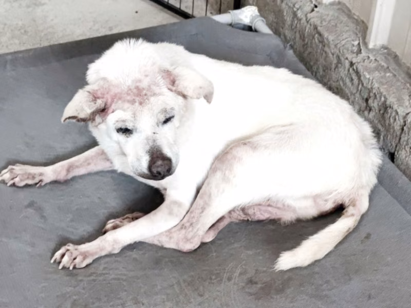 White adult male mixed-breed dog, Medium, shelter no. …1001